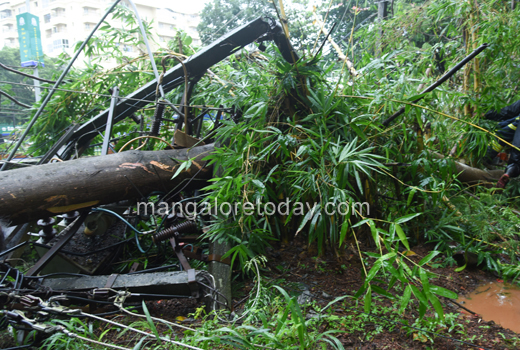 Tree fall